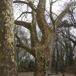 Alcsúti Arborétum Alcsútdoboz - Egyéb