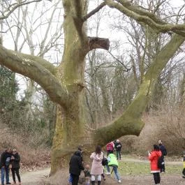 Alcsúti Arborétum Alcsútdoboz - Egyéb