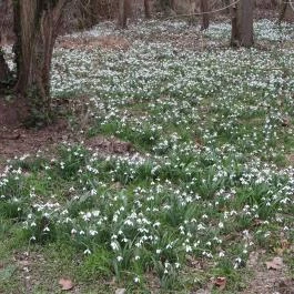 Alcsúti Arborétum Alcsútdoboz - Egyéb
