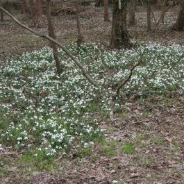 Alcsúti Arborétum Alcsútdoboz - Egyéb