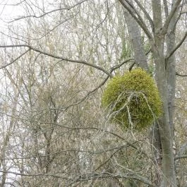 Alcsúti Arborétum Alcsútdoboz - Egyéb