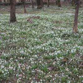 Alcsúti Arborétum Alcsútdoboz - Egyéb