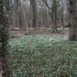 Alcsúti Arborétum Alcsútdoboz - Egyéb