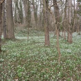 Alcsúti Arborétum Alcsútdoboz - Egyéb