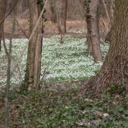 Alcsúti Arborétum Alcsútdoboz - Egyéb