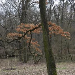 Alcsúti Arborétum Alcsútdoboz - Egyéb