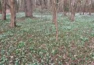 Alcsúti Arborétum Alcsútdoboz