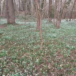 Alcsúti Arborétum Alcsútdoboz - Külső kép