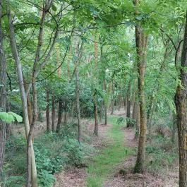 Alsómocsoládi kilátó Alsómocsolád - Egyéb