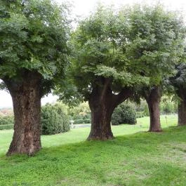 Amadé - Bajzáth - Pappenheim Kastély Iszkaszentgyörgy - Külső kép