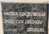 Amerikai kukoricabogár szobor Battonya