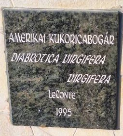 Amerikai kukoricabogár szobor