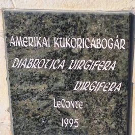 Amerikai kukoricabogár szobor Battonya - Egyéb
