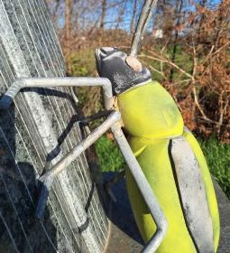 Amerikai kukoricabogár szobor