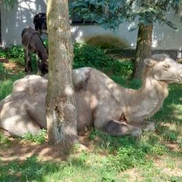 Andezit Hotel, Bér - Egyéb