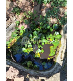 Angyalos Boldogasszony-kápolna