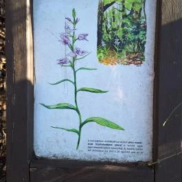 Apáthy-szikla, Budapest - Egyéb