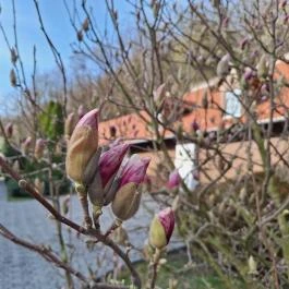 Apponyi Kúria Bátaapáti - Medence/kert