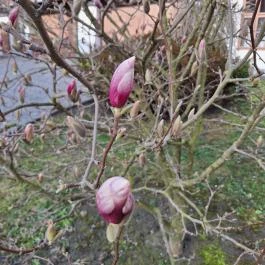 Apponyi Kúria Bátaapáti - Medence/kert