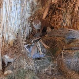 Aranyponty Halászati Múzeum, Sáregres - Belső