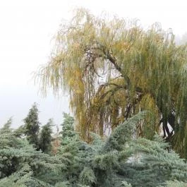 Árpád-híd, Ráckeve - Külső kép