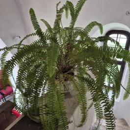 Árpád-kori műemlék Evangélikus Templom, Lovászpatona - Egyéb