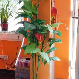 Asian Cuisine Pho Budapest - Belső