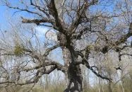 Ásványrárói kálvária Ásványráró