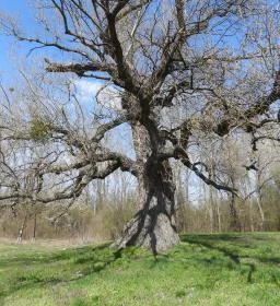 Ásványrárói kálvária