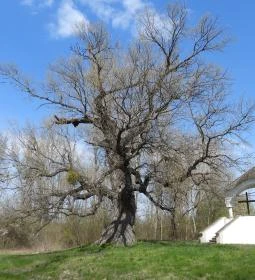 Ásványrárói kálvária