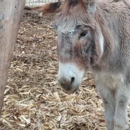 Attila Domb, Tápiószentmárton - Külső kép