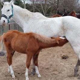 Attila Domb, Tápiószentmárton - Külső kép