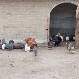 Attila Domb, Tápiószentmárton - Külső kép