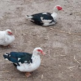 Attila Domb, Tápiószentmárton - Külső kép