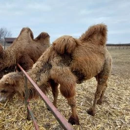 Attila Domb, Tápiószentmárton - Külső kép