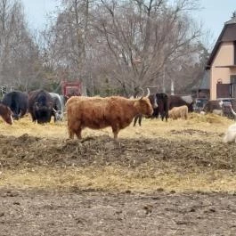 Attila Domb, Tápiószentmárton - Külső kép