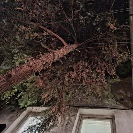 Auróra Budapest - Egyéb