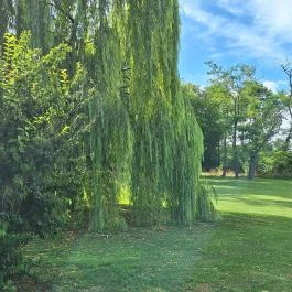 Babérliget Kúria, Polány - Medence/kert