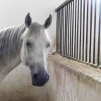 Bábolna Nemzeti Ménesbirtok Bábolna - 