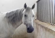 Bábolna Nemzeti Ménesbirtok Bábolna