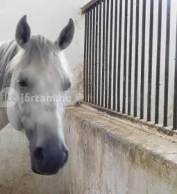 Bábolna Nemzeti Ménesbirtok