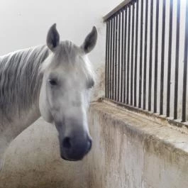 Bábolna Nemzeti Ménesbirtok Bábolna - Egyéb