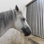 Bábolna Nemzeti Ménesbirtok Bábolna - 