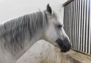 Bábolna Nemzeti Ménesbirtok Bábolna