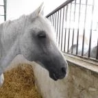 Bábolna Nemzeti Ménesbirtok Bábolna - 