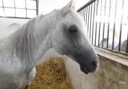 Bábolna Nemzeti Ménesbirtok Bábolna