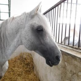 Bábolna Nemzeti Ménesbirtok Bábolna - Egyéb