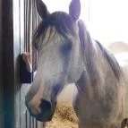 Bábolna Nemzeti Ménesbirtok Bábolna - 