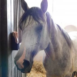 Bábolna Nemzeti Ménesbirtok Bábolna - Egyéb