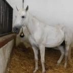 Bábolna Nemzeti Ménesbirtok Bábolna - 